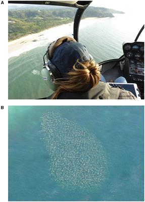 Flapping about: trends and drivers of Australian cownose ray (Rhinoptera neglecta) coastal sightings at their southernmost distribution range